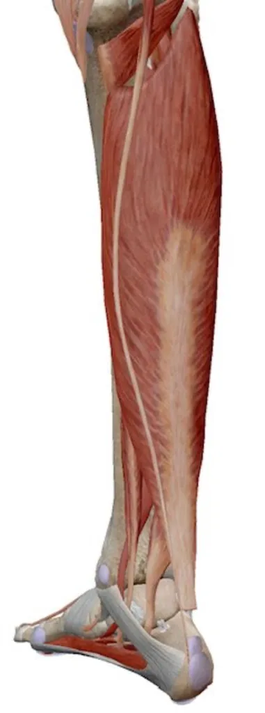 Image of the gastrocnemius muscle
