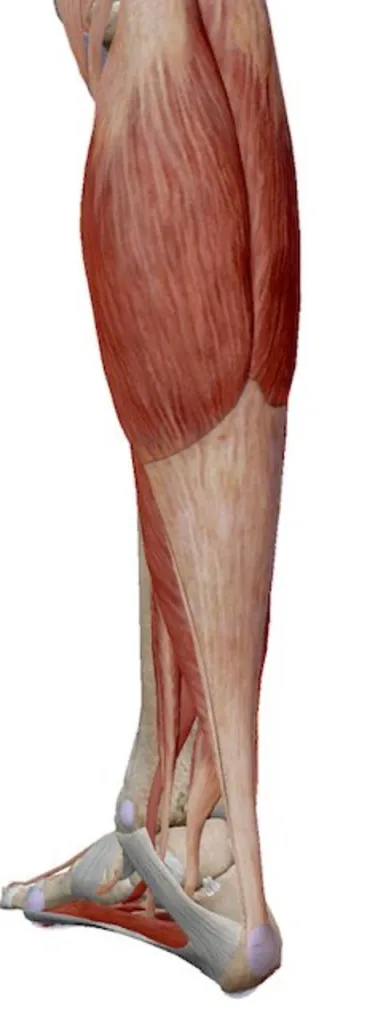 Image of the soleus muscle with the plantaris tendon overlaying