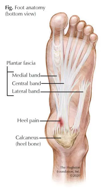 Planter Fascia Anatomy
