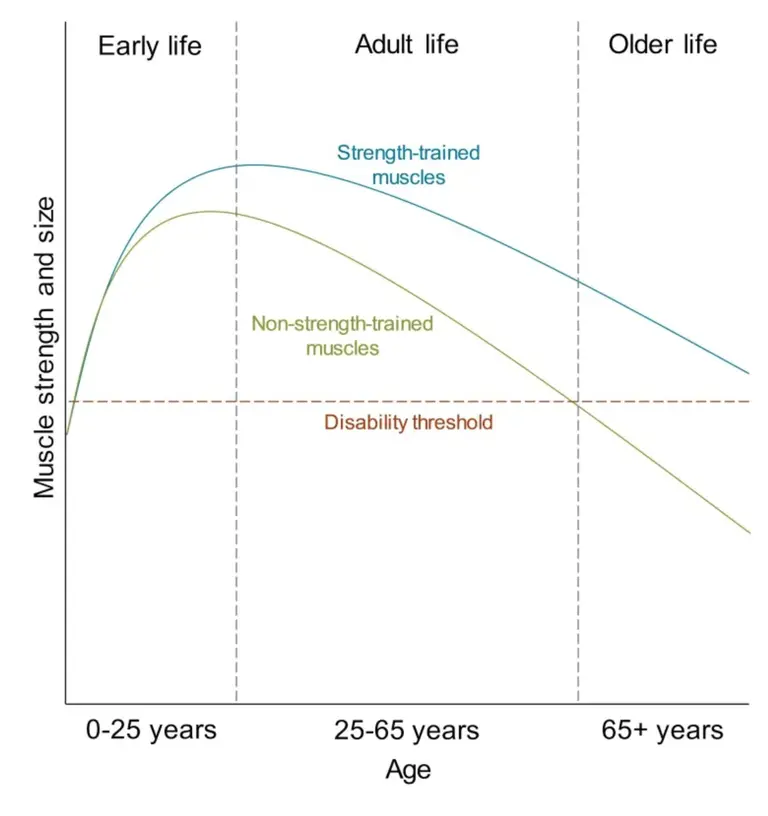 Sarcopenia graph: "Muscle strength and size" vs. Age, showing strength-trained vs. non-strength-trained muscles and the disability threshold.